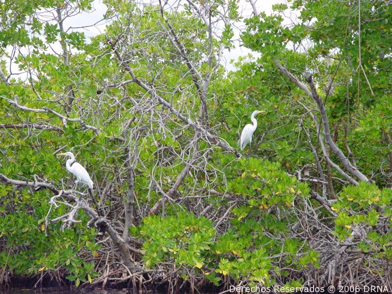 Garza Real, Casmerodius albus