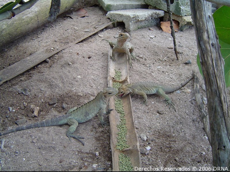 Iguana de Mona, Cyclura stejnegeri