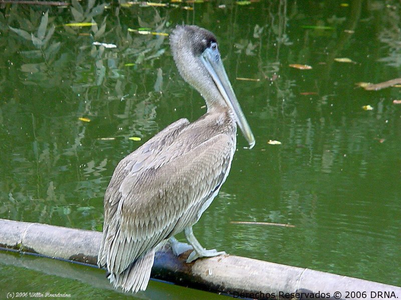 Pelicano prado, Pelecanus o occidentalis