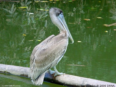 Pelicano prado, Pelecanus o occidentalis