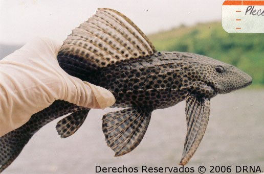 Pleco