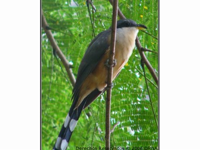 Pajaro bobo menor, Coccyzus minor