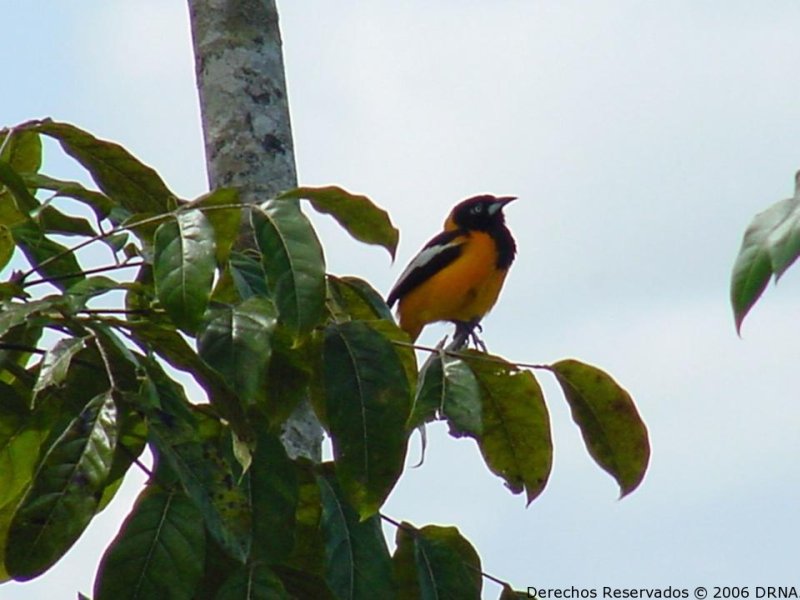 Turpial, Icterus icterus