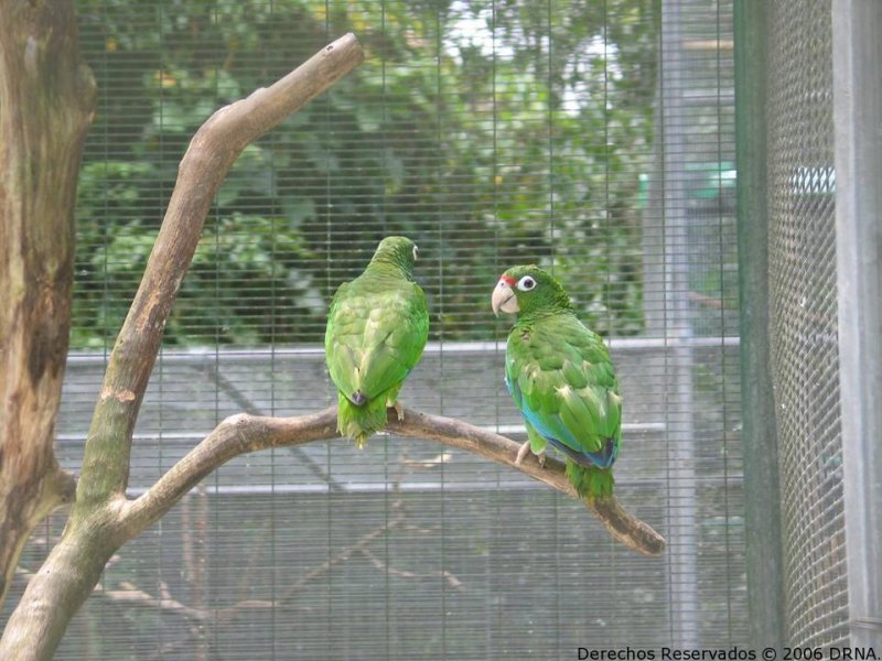 Cotorra Puertorriqueña, Amazona vittata vittata 