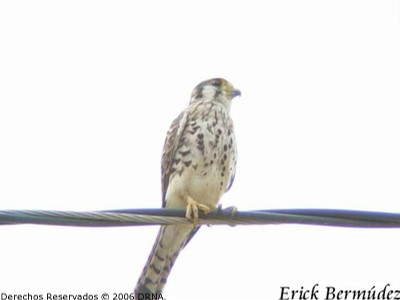 Falcon Común, Falco sparverius