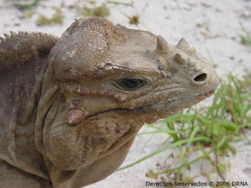 Iguana de Mona, Cyclura stejnegeri