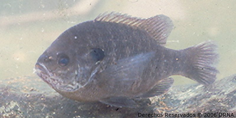 Chopa Criolla, Lepomis macrochirus 