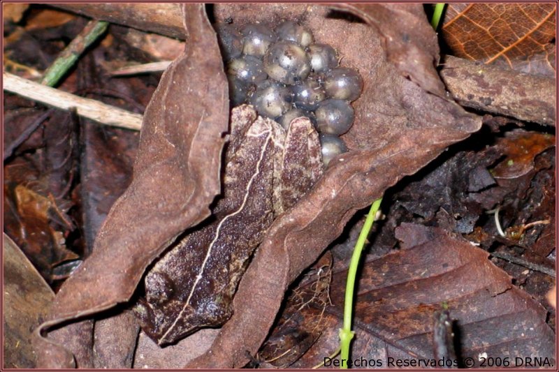 Coquí común, Eleutherodactylus coqui