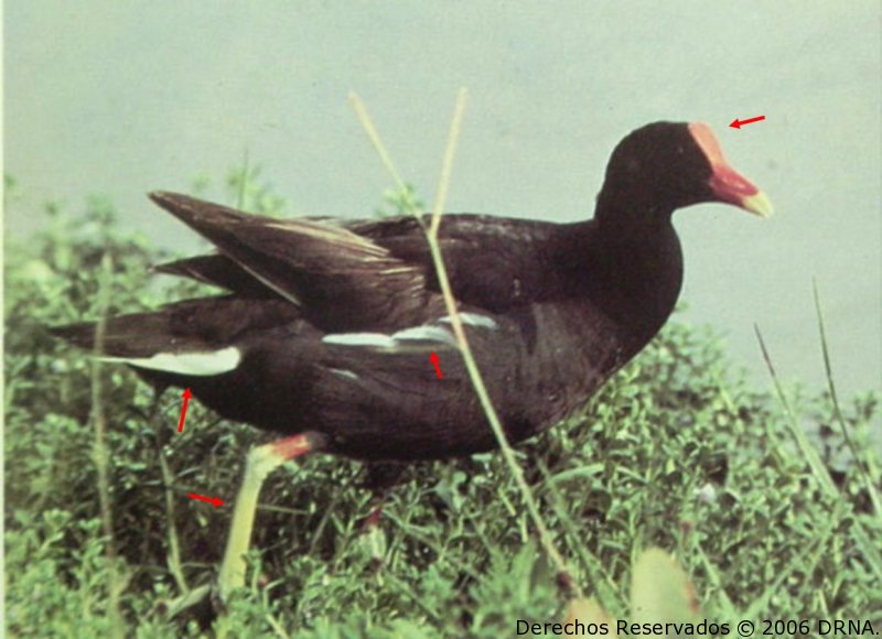 Gallareta común, Gallinula chloropus