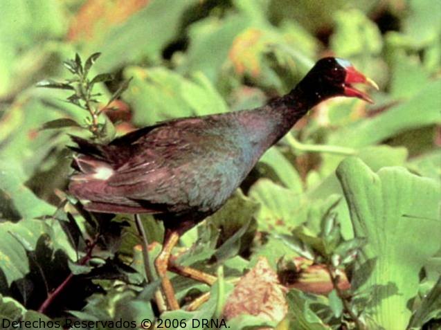 Gallareta inglesa, Porphyrula martinica