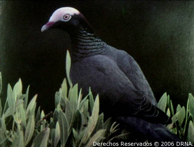 Paloma Cabeciblanca, Columba leucocephala