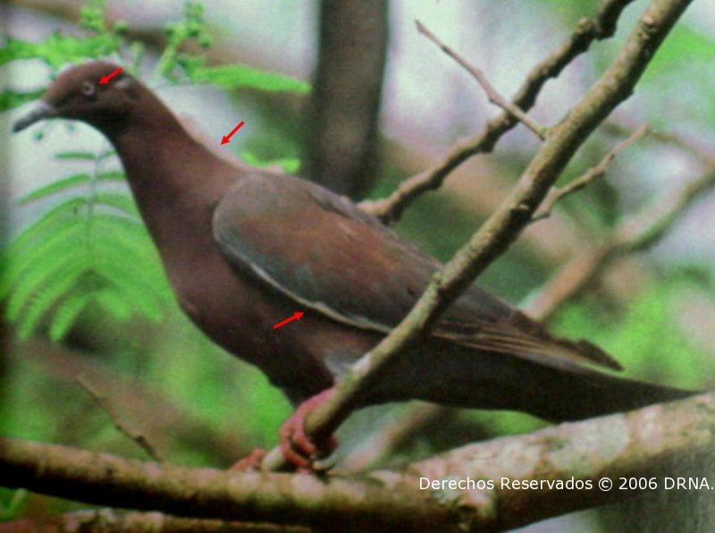 Paloma Sabanera, Columba inornata wetmorei