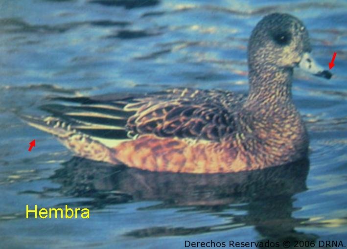 Pato Cabeciblanco (hembra), Anas americana