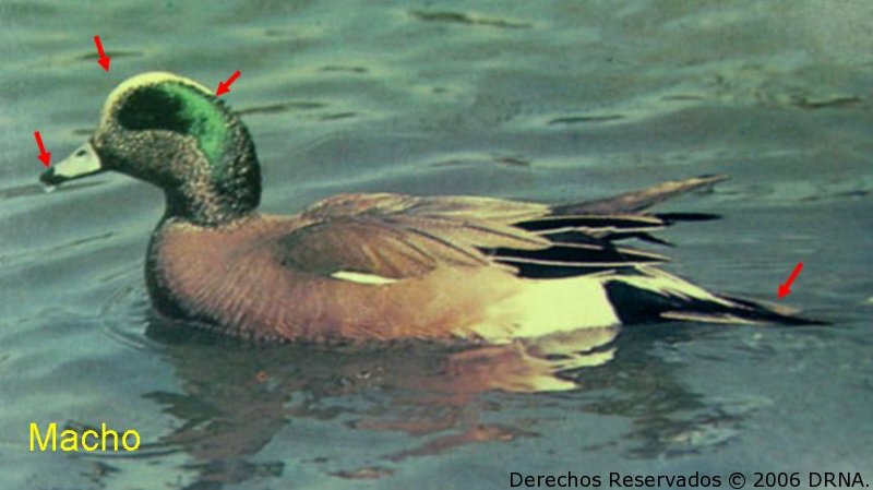 Pato Cabeciblanco (macho), Anas americana