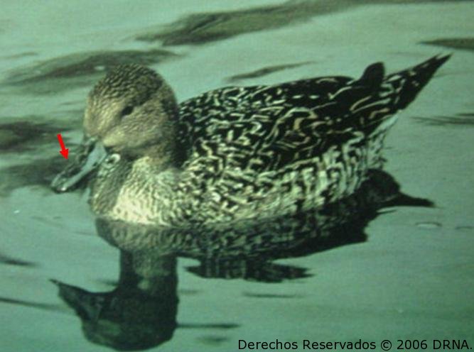 Pato Pescuecilargo (hembra), Anas acuta