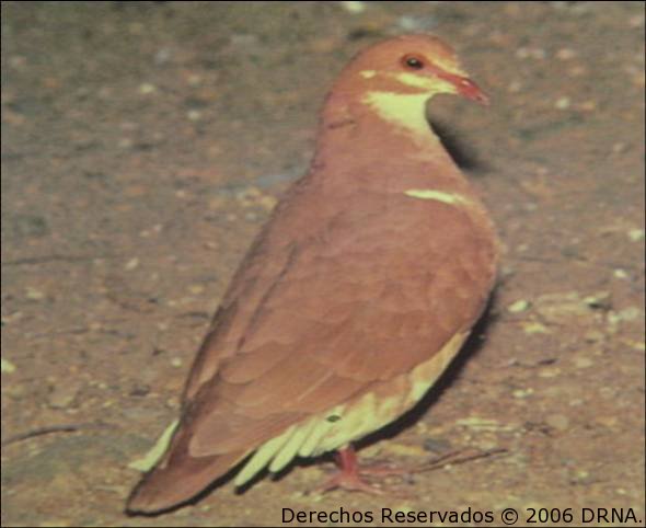 Perdiz (macho), Geotrygon montana