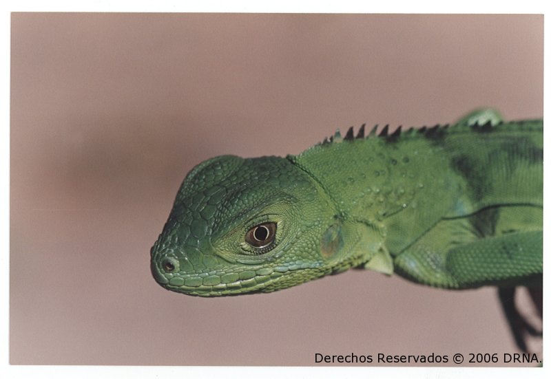 Gallina de palo o Iguana verde, Iguana iguana