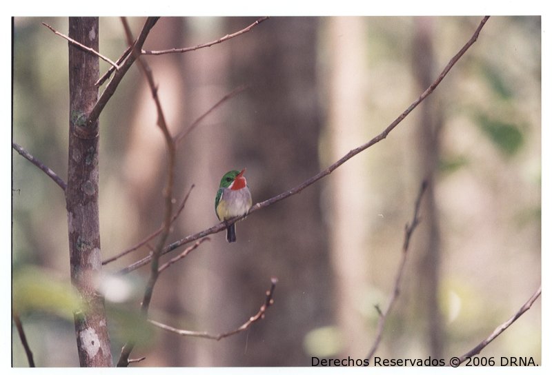 San Pedrito, Todus mexicanus