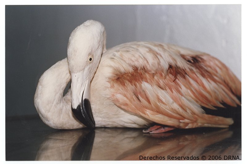 Flamenco, Phoenicopterus ruber