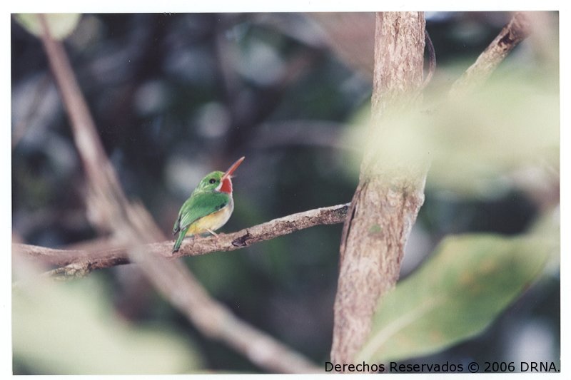 San Pedrito, Todus mexicanus