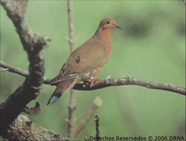 Tórtola Cardosantera, Zenaida aurita zenaida