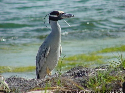 Yaboa Común, Nycticorax violaceus