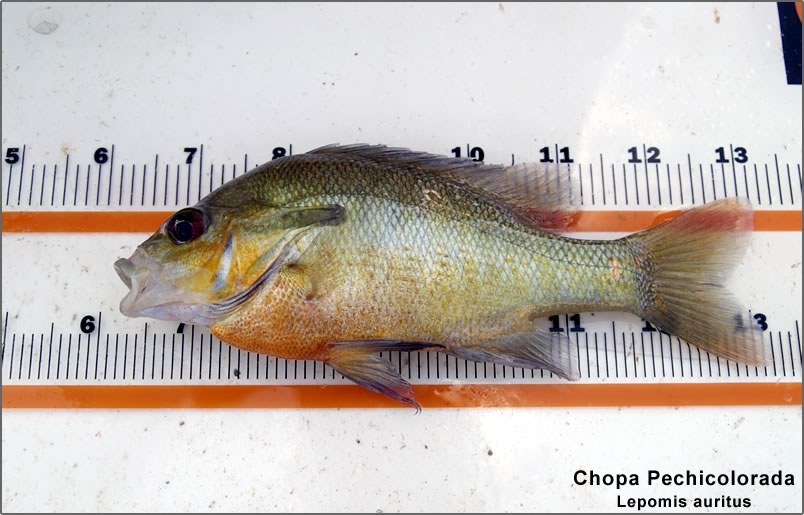 Chopa pechicolorada