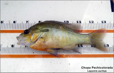 Chopa pechicolorada