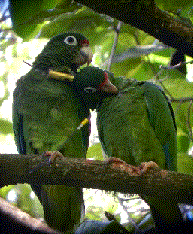 Amazona vittata