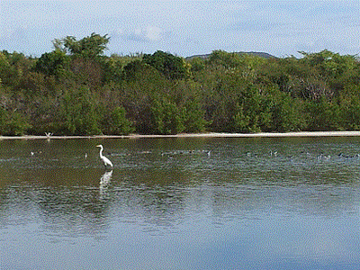 Charca con aves acuáticas