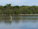 Charca con aves acuáticas