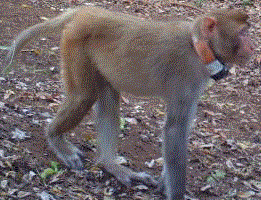 Macaco Rhesus con radio-collar