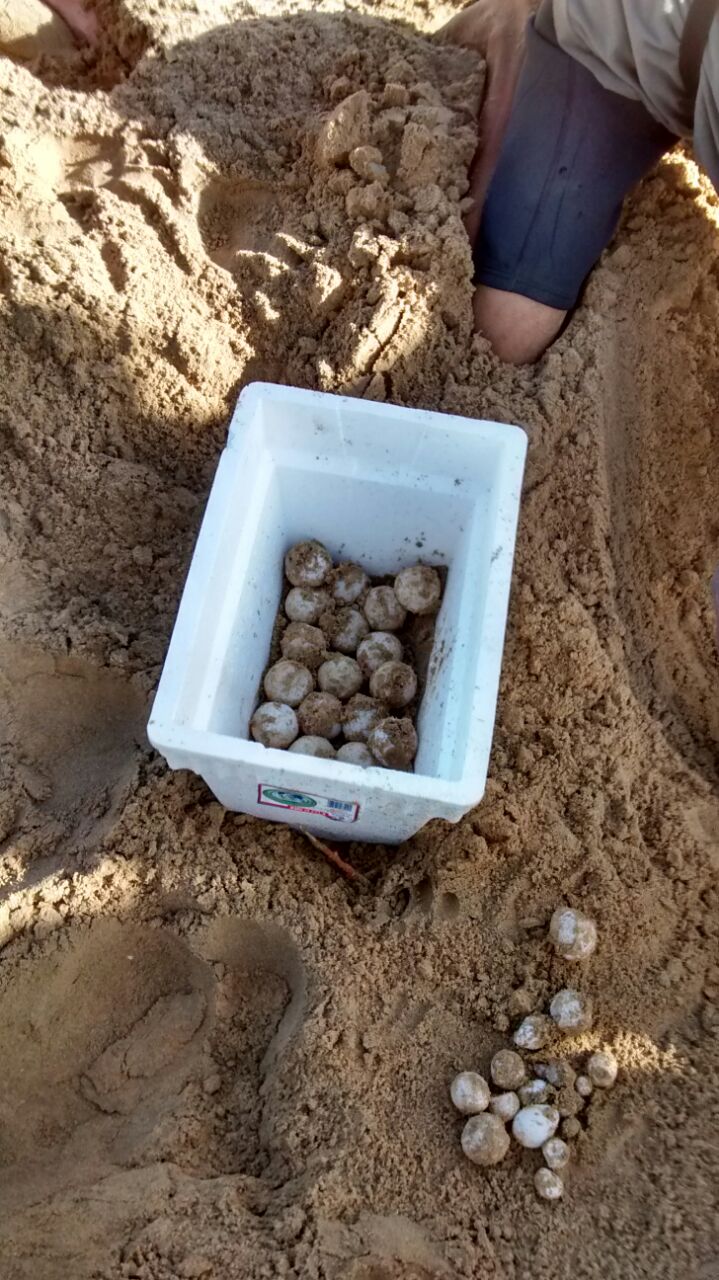 DRNA reporta el primer nido de tinglar en la playa de Isla Verde