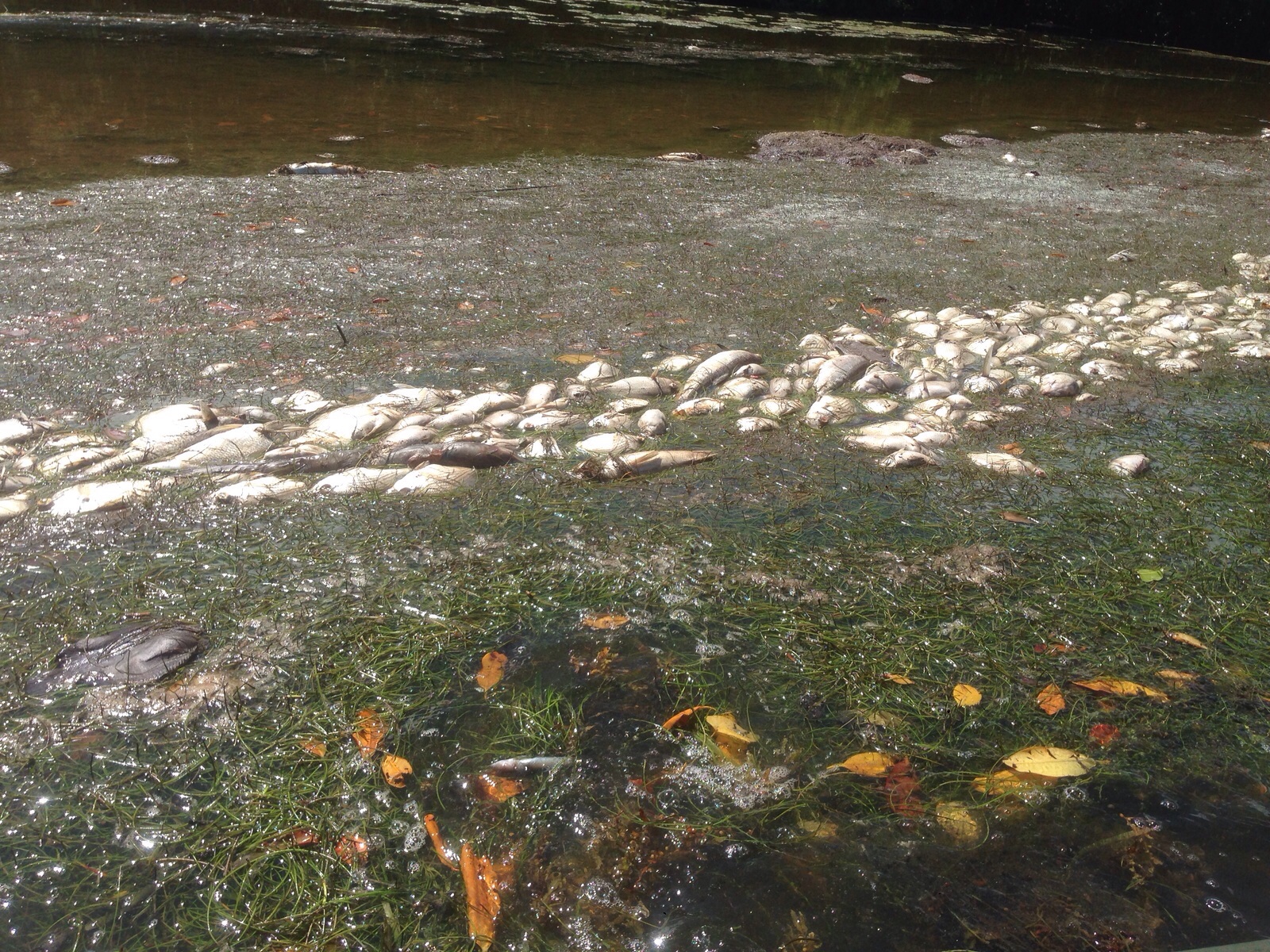 Esfuerzo multisectorial para atender situación de emergencia en laguna bioluminiscente en Fajardo