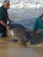 Entre la vida y la muerte manatí rescatado en Río Grande