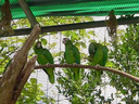 Aviario de la cotorra puertorriqueña