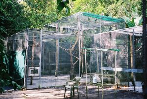 Aviario de la cotorra puertorriqueña