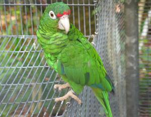 Aviario de la cotorra puertorriqueña