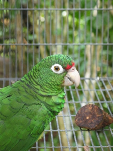 Aviario de la cotorra puertorriqueña