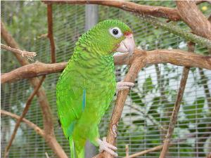 Aviario de la cotorra puertorriqueña