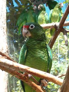 Aviario de la cotorra puertorriqueña