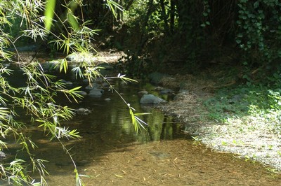 Siembra en finca privada de Añasco