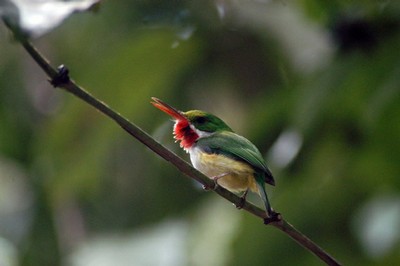 Siembra en finca privada de Añasco