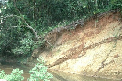 Siembra en finca privada de Añasco