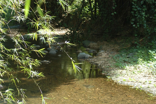 Siembra en finca privada de Añasco